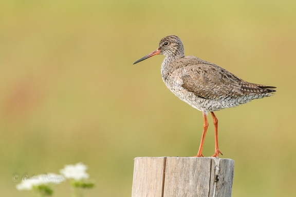 Rotschenkel - Tringa totanus