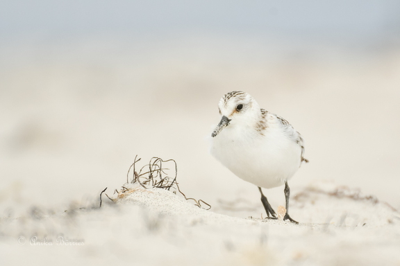 Sanderling - Calidris alba