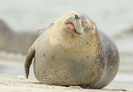 Bäh