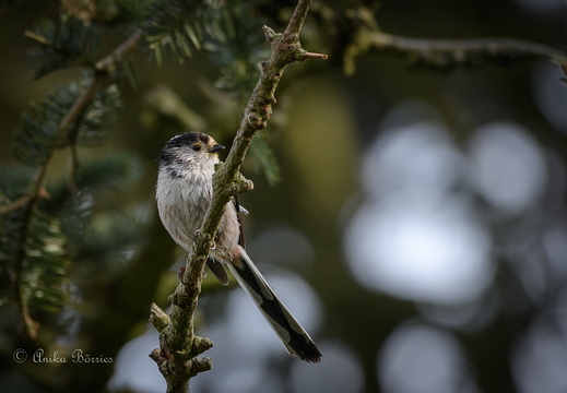 Schwanzmeise - Aegithalos caudatus