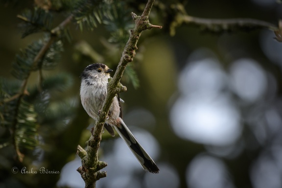 Schwanzmeise - Aegithalos caudatus