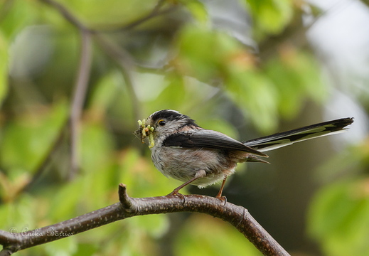 Schwanzmeise - Aegithalos caudatus