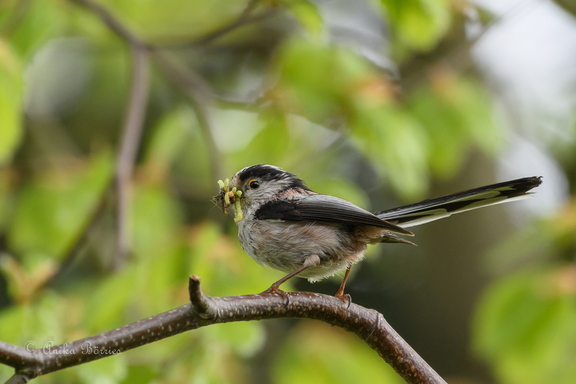 Schwanzmeise - Aegithalos caudatus