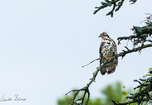 Wespenbussard - Pernis apivorus