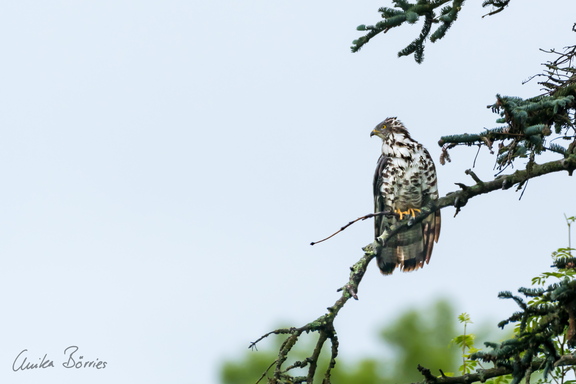 Wespenbussard - Pernis apivorus