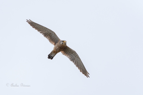Turmfalke - Falco tinnunculus
