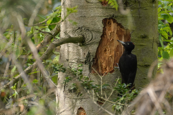Schwarzspecht - Dryocopus martius