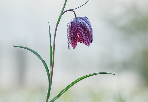Schachbrettblume / Kiebitzei - Fritillaria meleagris