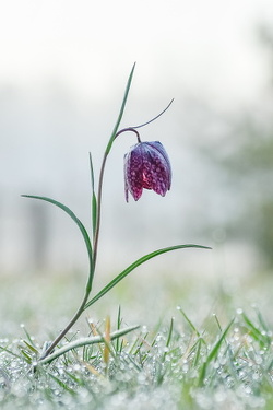 Schachbrettblume / Kiebitzei - Fritillaria meleagris