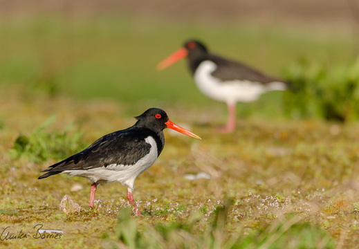 Austernfischer - Haematopus ostralegus