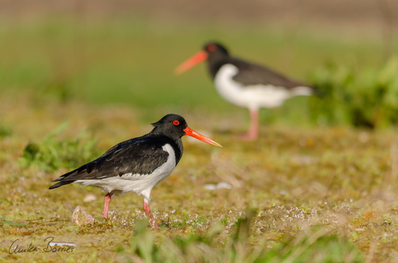 Austernfischer - Haematopus ostralegus
