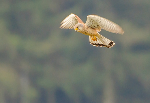 Turmfalke