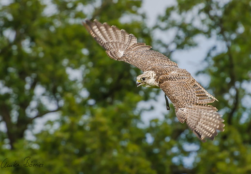 Gerfalke