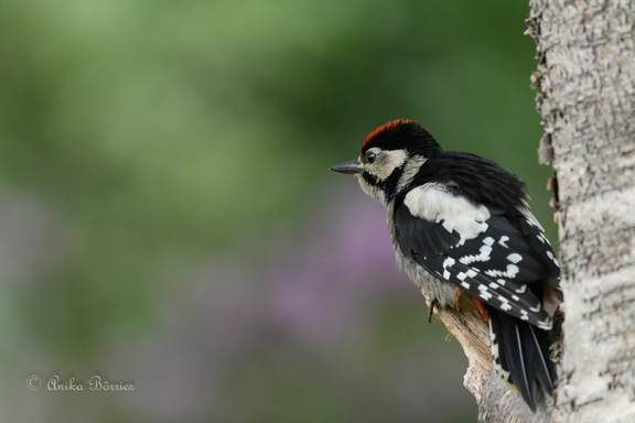 Buntspecht immatur - Dendrocopos major
