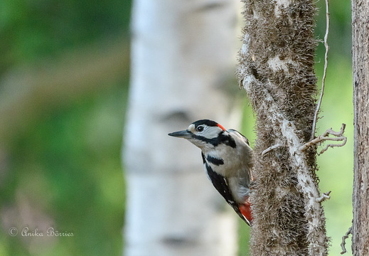 Buntspecht-Männchen - Dendrocopos major