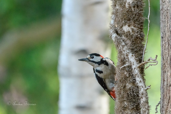 Buntspecht-Männchen - Dendrocopos major