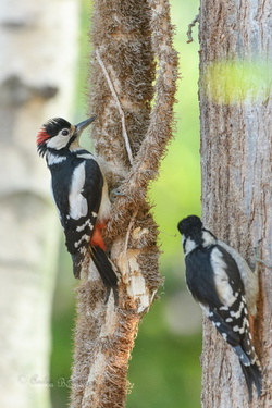 Buntspechte - Dendrocopos major: Pärchen