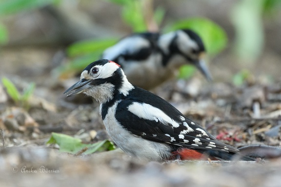 Buntspecht-Pärchen - Dendrocopos major