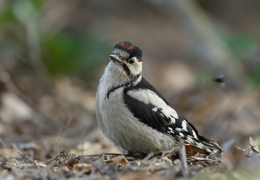 Buntspecht immatur - Dendrocopos major