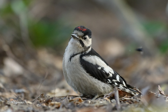 Buntspecht immatur - Dendrocopos major
