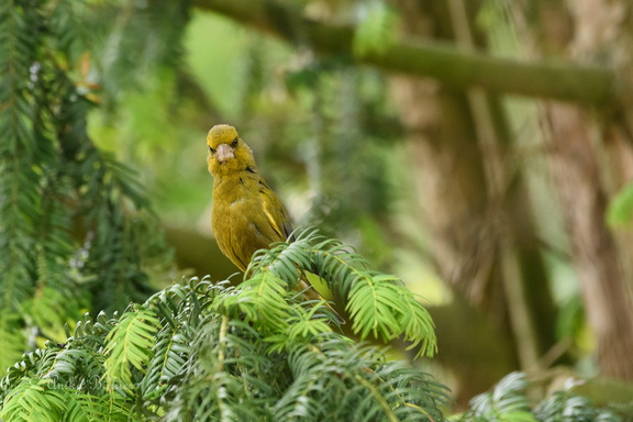 Grünfink - Carduelis chloris