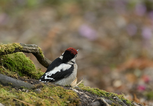 Buntspecht immatur - Dendrocopos major