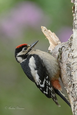 Buntspecht immatur - Dendrocopos major
