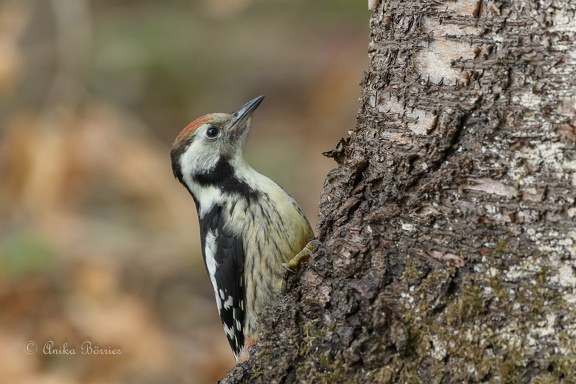 Mittelspecht immatur - Leiopicus medius