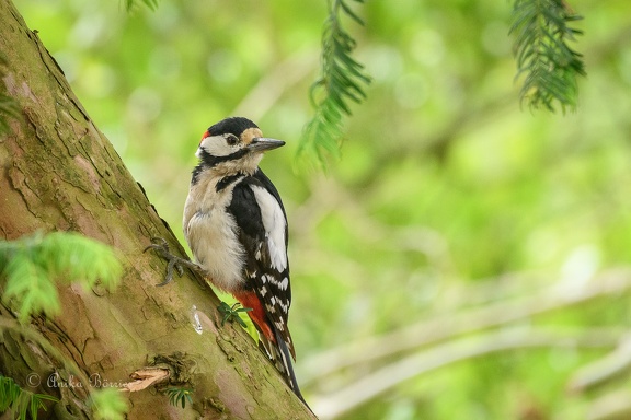 Buntspecht-Männchen - Dendrocopos major