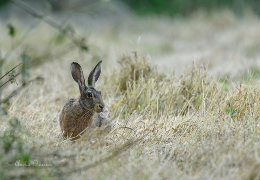 Hase