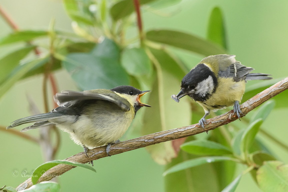 Kohlmeisennachwuchsfütterung