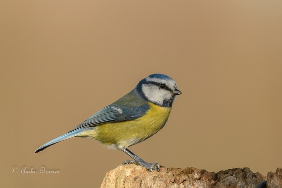 Blaumeise - Cyanistes caeruleus