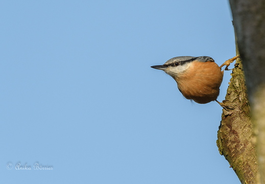 Kleiber - Sitta europaea