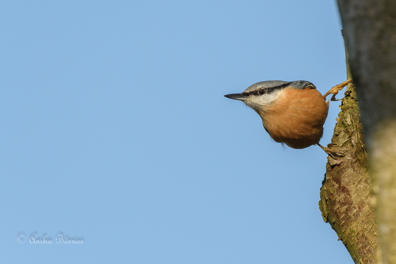 Kleiber - Sitta europaea