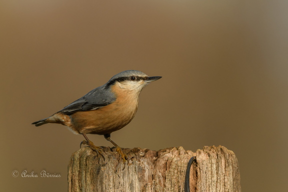 Kleiber - Sitta europaea