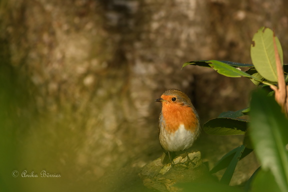 Rotkehlchen - Erithacus rubecula