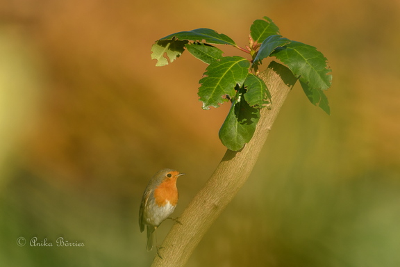 Rotkehlchen - Erithacus rubecula