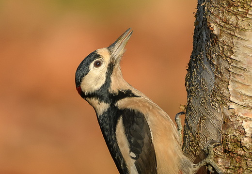 Buntspecht - Dendrocopos major: Weibchen