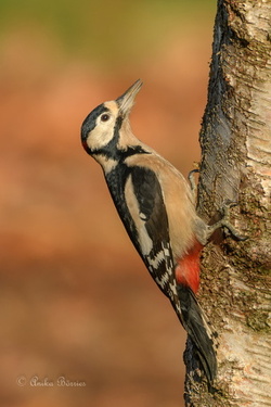 Buntspecht - Dendrocopos major: Weibchen