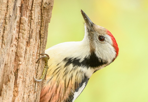 Mittelspecht - Leiopicus medius