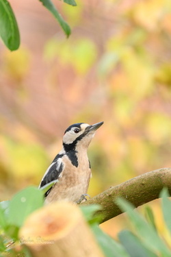Buntspecht im Herbstlaub - Dendrocopos major
