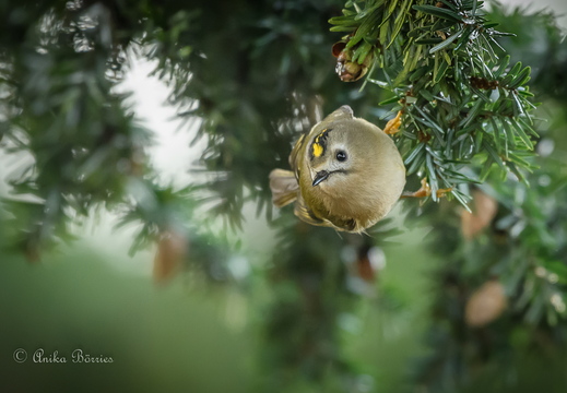 Wintergoldhähnchen - Regulus regulus