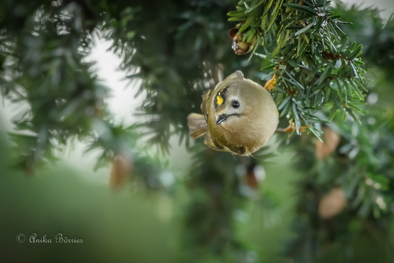 Wintergoldhähnchen - Regulus regulus