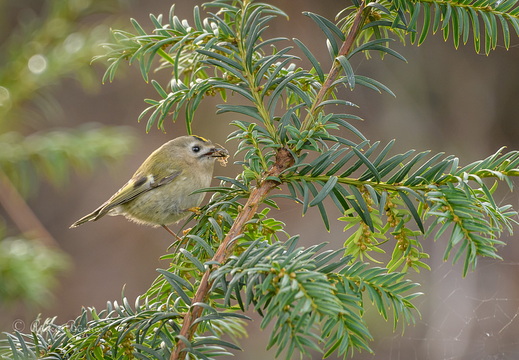 Wintergoldhähnchen - Regulus regulus