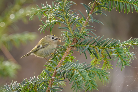 Wintergoldhähnchen - Regulus regulus