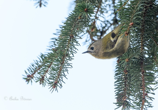 Wintergoldhähnchen - Regulus regulus