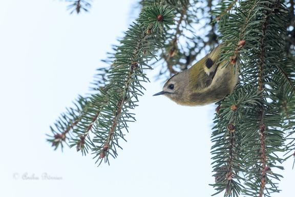 Wintergoldhähnchen - Regulus regulus