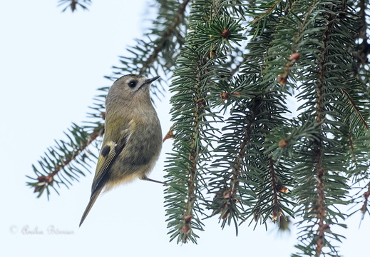 Wintergoldhähnchen - Regulus regulus