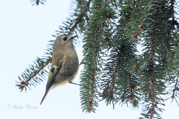 Wintergoldhähnchen - Regulus regulus