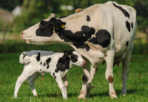 Kuh mit Kalb-100830-15-51-1